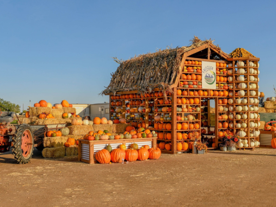 pumpkin house on a bright sunny day